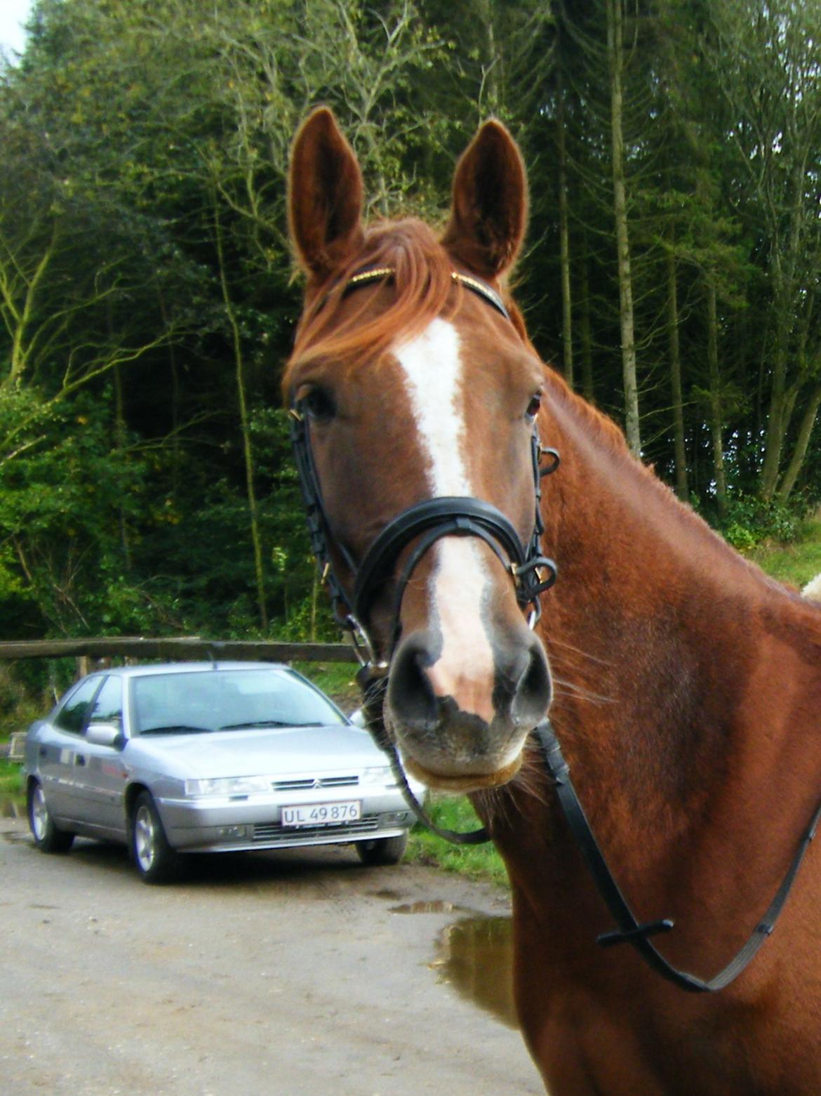 Dansk Varmblod Flike billede 20