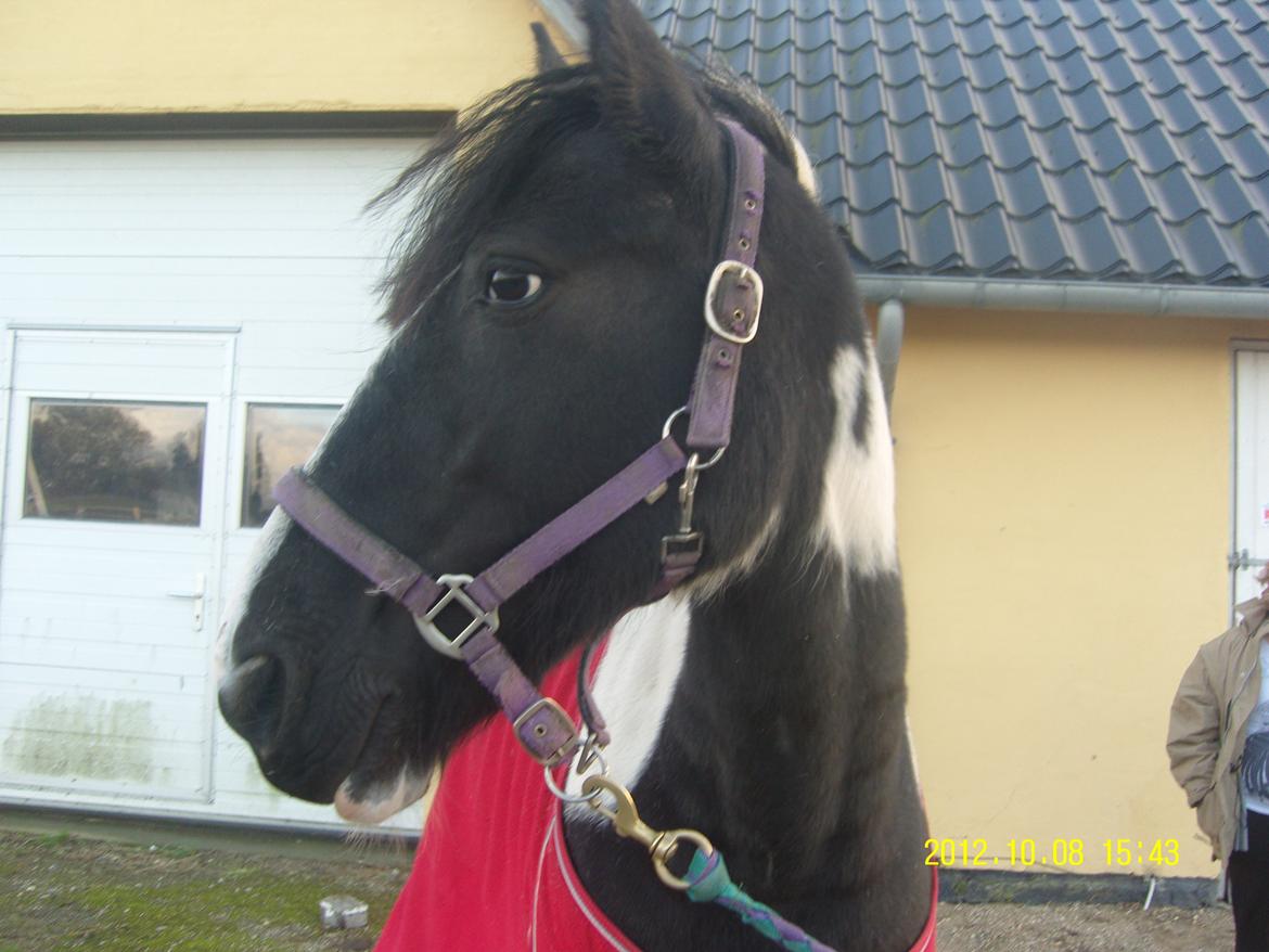 Irish Cob Crossbreed Nova billede 1