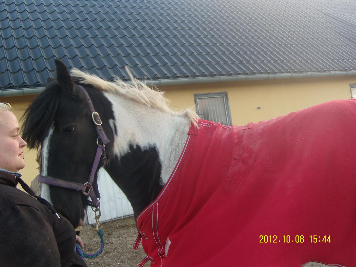 Irish Cob Crossbreed Nova billede 2