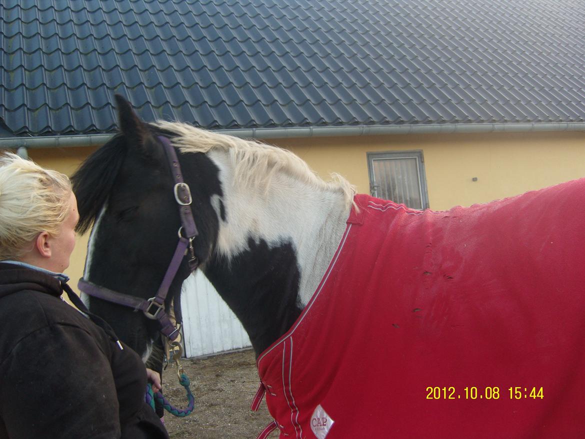 Irish Cob Crossbreed Nova billede 3
