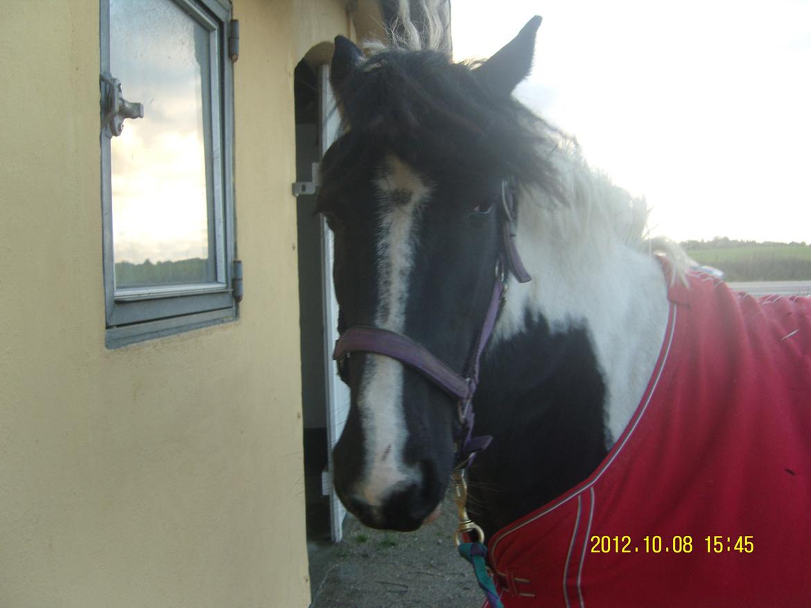 Irish Cob Crossbreed Nova billede 6