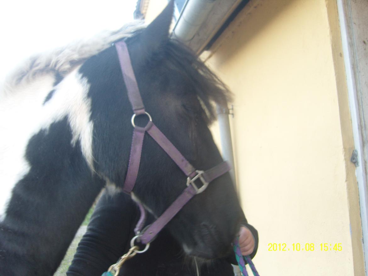 Irish Cob Crossbreed Nova billede 8