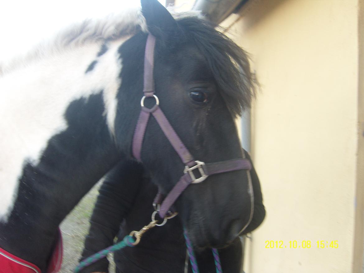 Irish Cob Crossbreed Nova billede 9