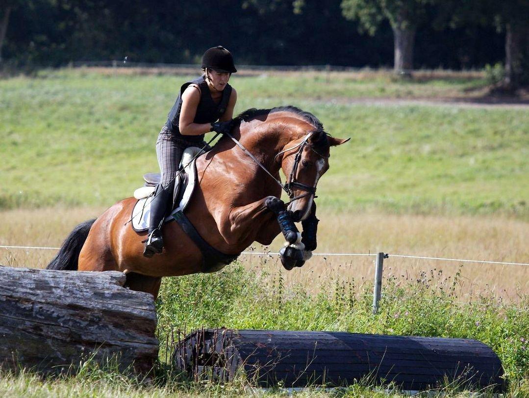 Dansk Varmblod Gamlish Chaday-Deligth - Aller første terrænspring xD billede 9