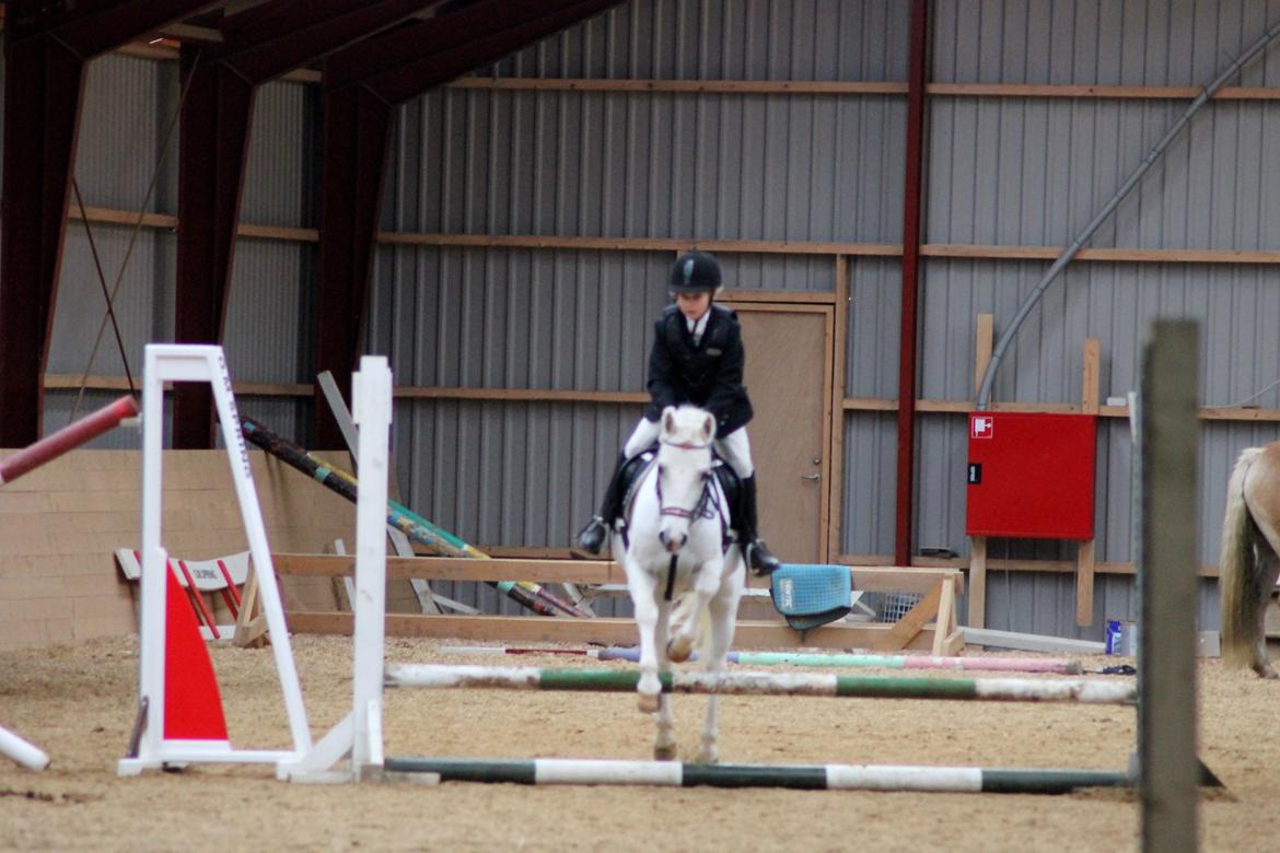 Welsh Pony (sec B) Speedy Gonzarles - LD Mini-mesterskab 2012 MGR
Foto Sofie billede 12