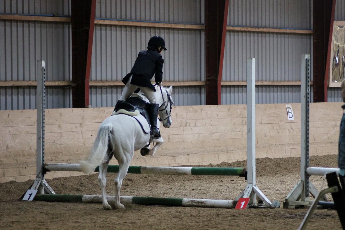 Welsh Pony (sec B) Speedy Gonzarles - LD Mini-mesterskab 2012 MGR
Foto Sofie billede 13