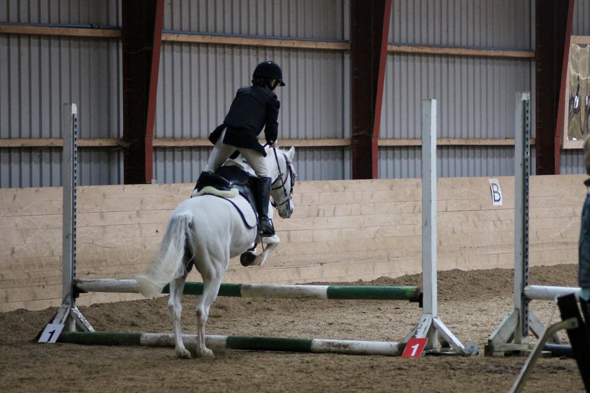 Welsh Pony (sec B) Speedy Gonzarles - LD Mini-mesterskab 2012 MGR
Foto Sofie billede 13