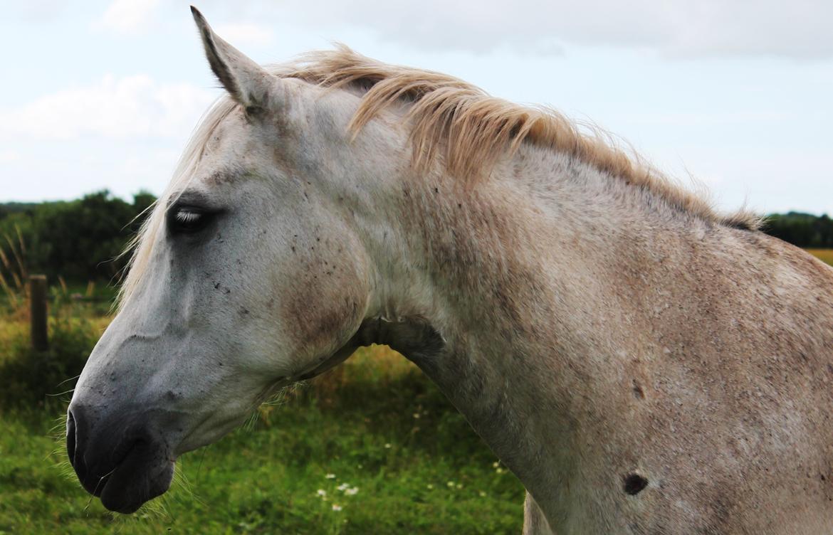 Anden særlig race Valten billede 8