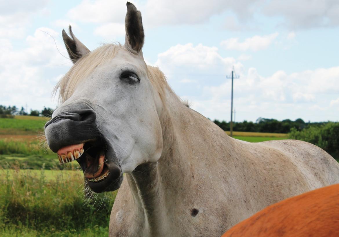 Anden særlig race Valten billede 1