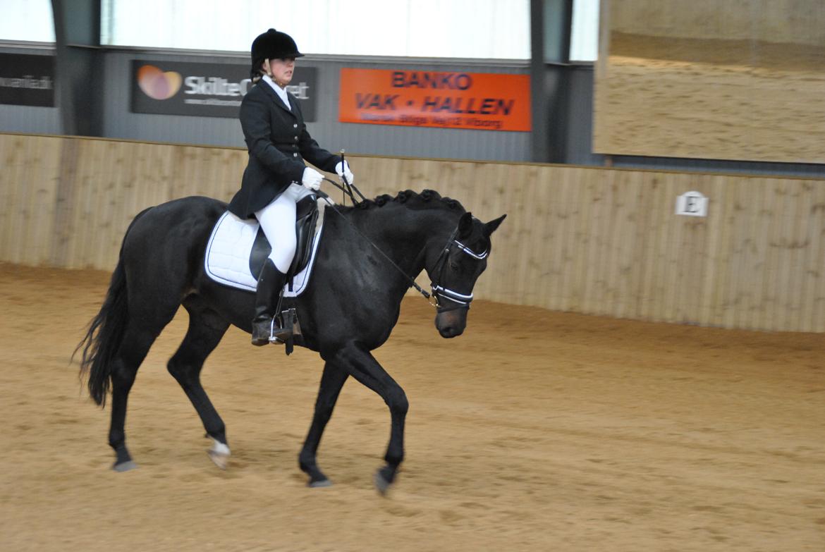 Dansk Varmblod Alliance-Solgt :,( billede 3