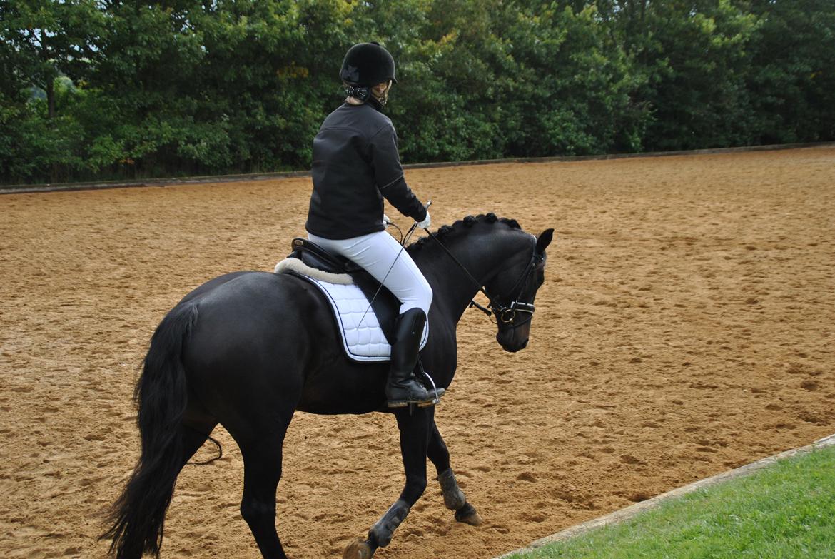 Dansk Varmblod Alliance-Solgt :,( billede 7