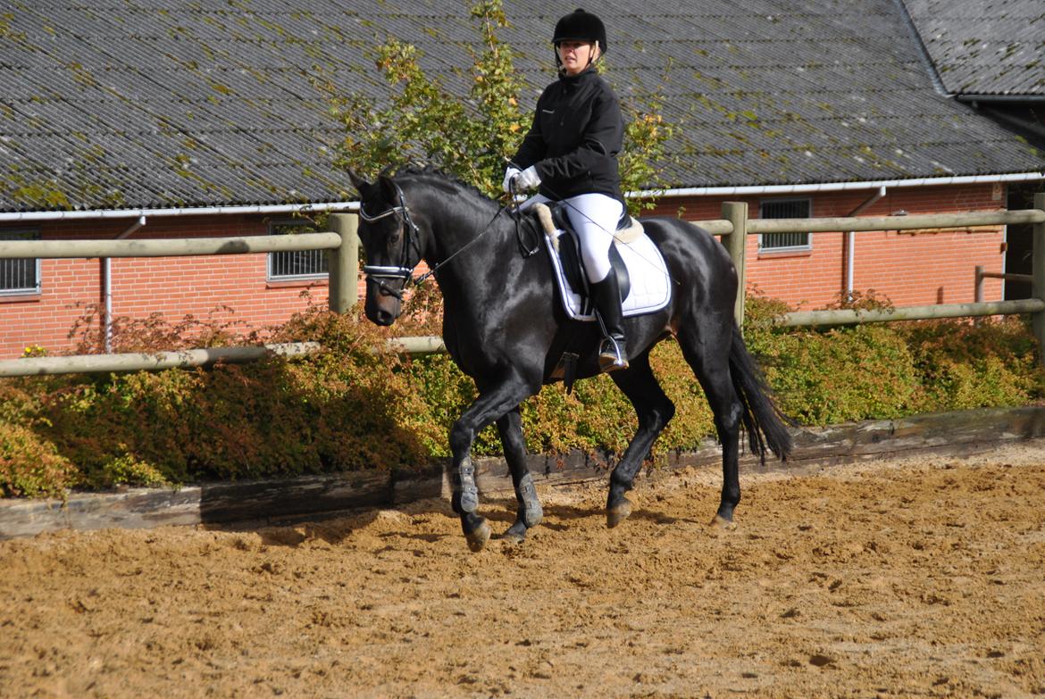 Dansk Varmblod Alliance-Solgt :,( billede 8