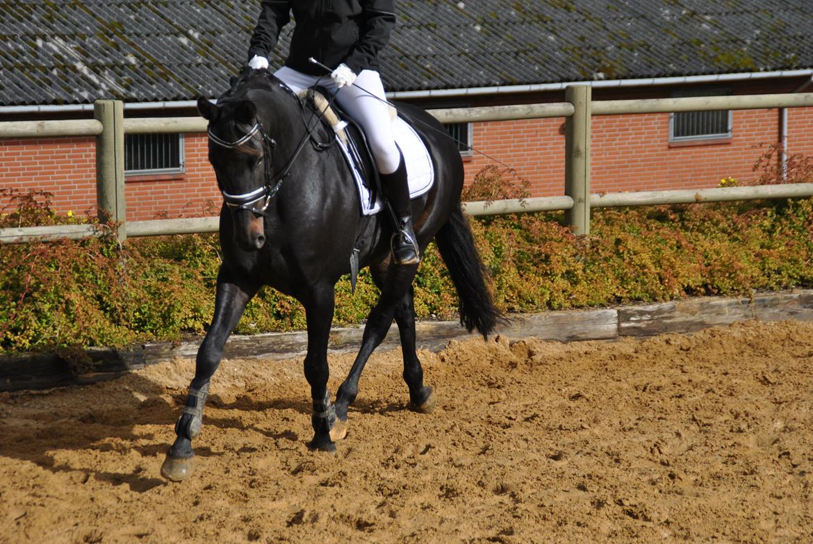 Dansk Varmblod Alliance-Solgt :,( billede 9