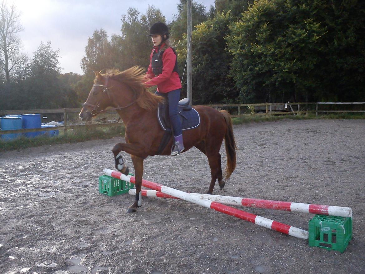 Welsh Pony (sec B) Låddenhøjs Nurit - Nurit leger islænder. billede 13