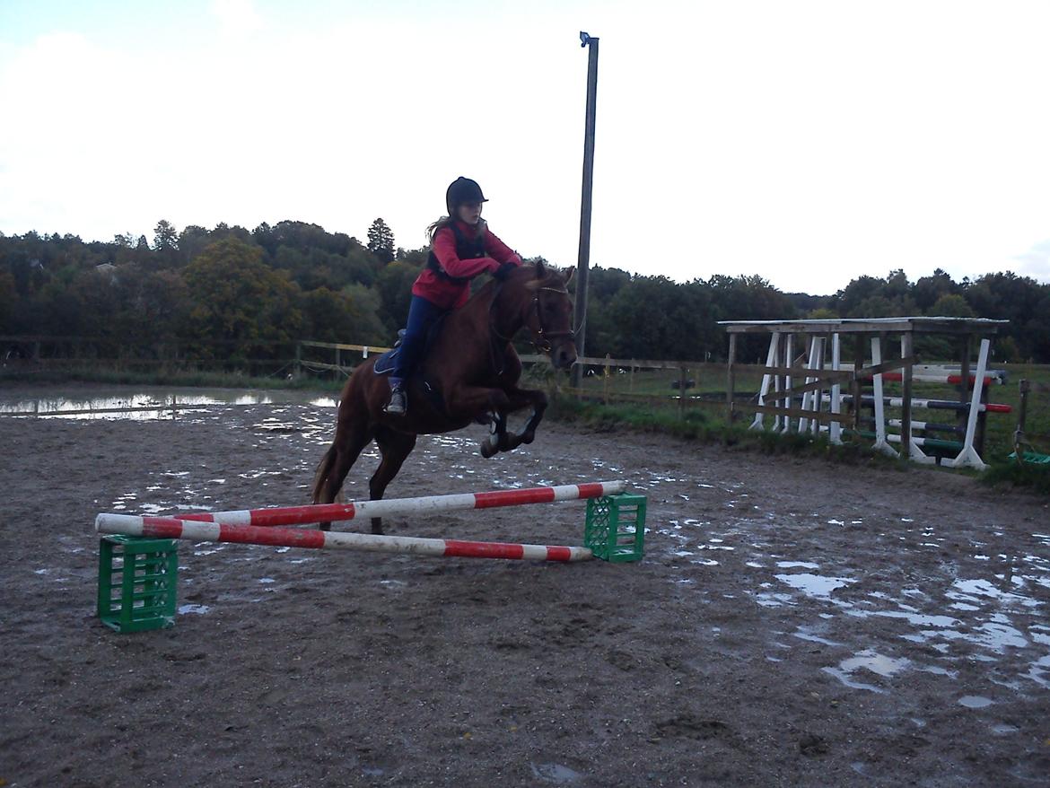 Welsh Pony (sec B) Låddenhøjs Nurit billede 14