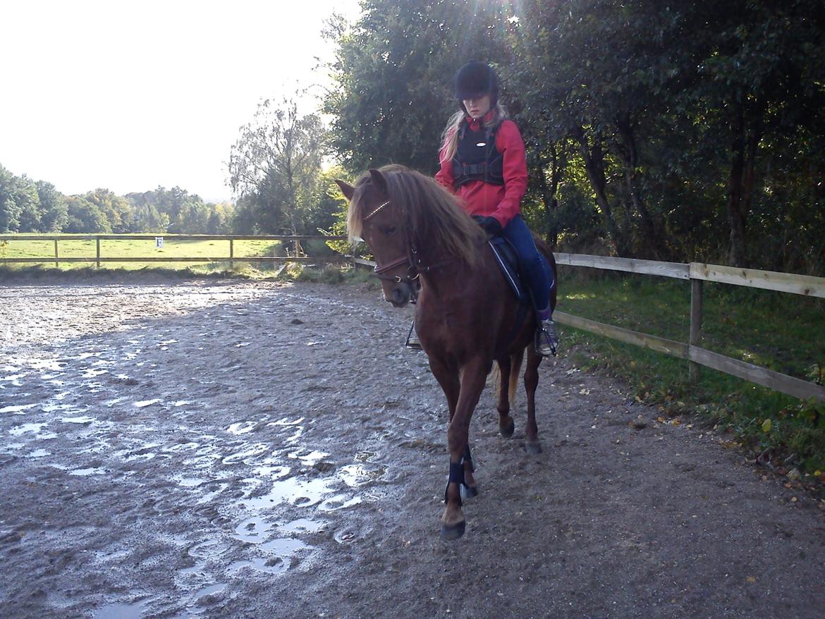Welsh Pony (sec B) Låddenhøjs Nurit - Hun er altid så glad. (: billede 15