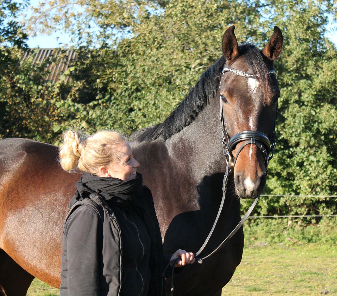 Dansk Varmblod Gipson Cloud - Lige kommet hjem, okt 2012 billede 3