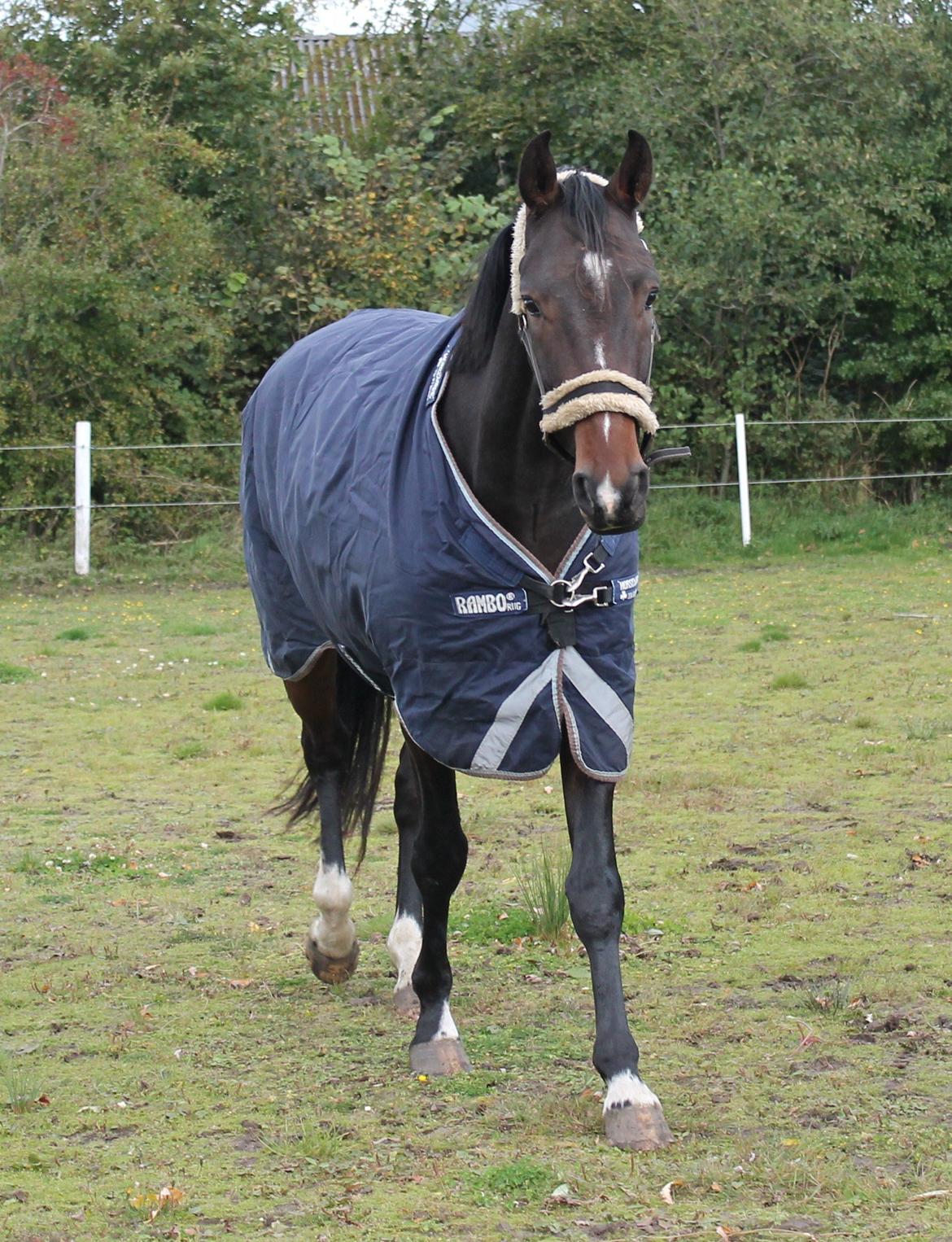 Dansk Varmblod Gipson Cloud - Lige kommet hjem :-)  billede 4