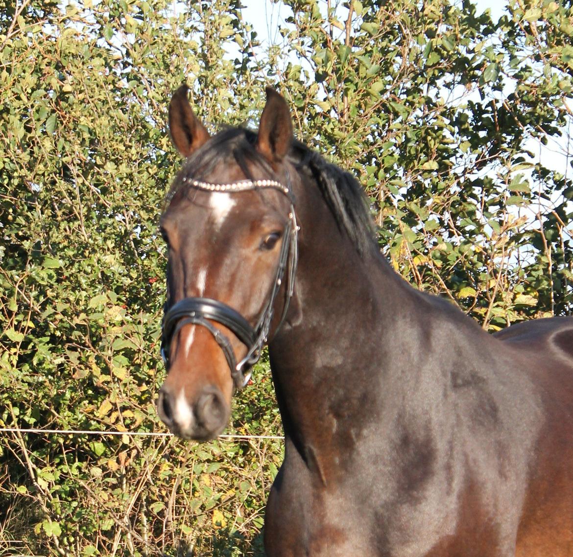 Dansk Varmblod Gipson Cloud - November 2012 billede 5