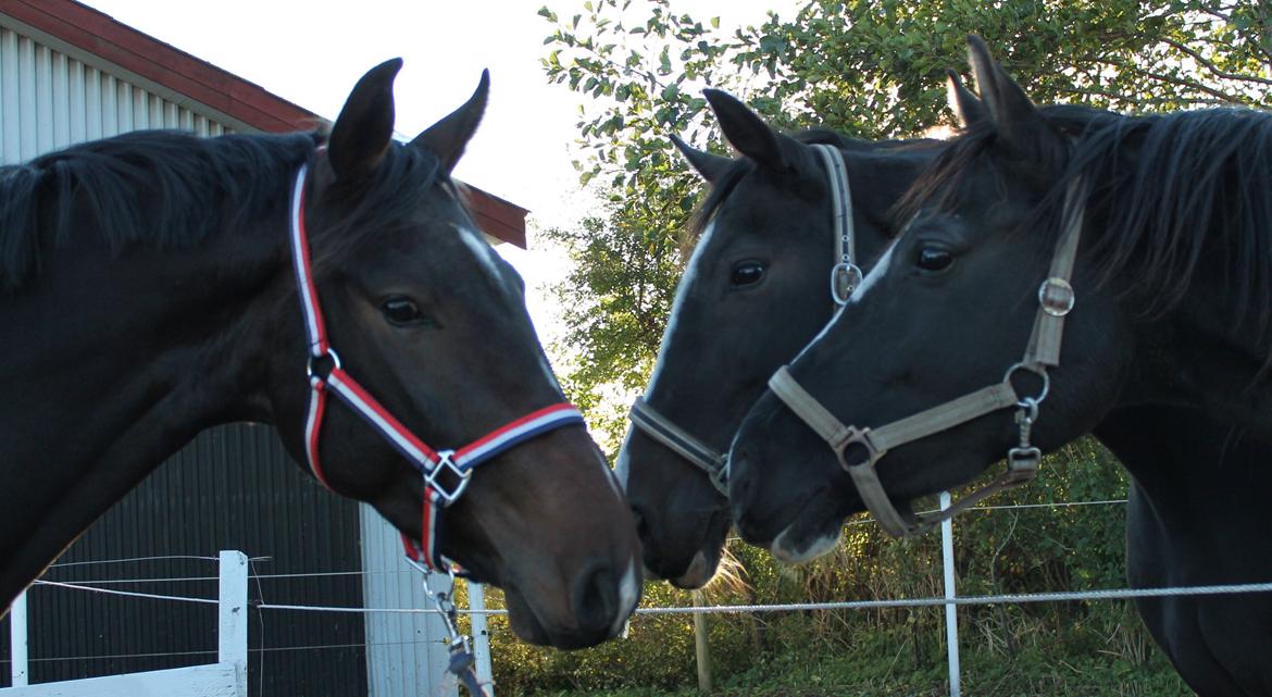 Dansk Varmblod Gipson Cloud - Hilser på Giz og Maru billede 6