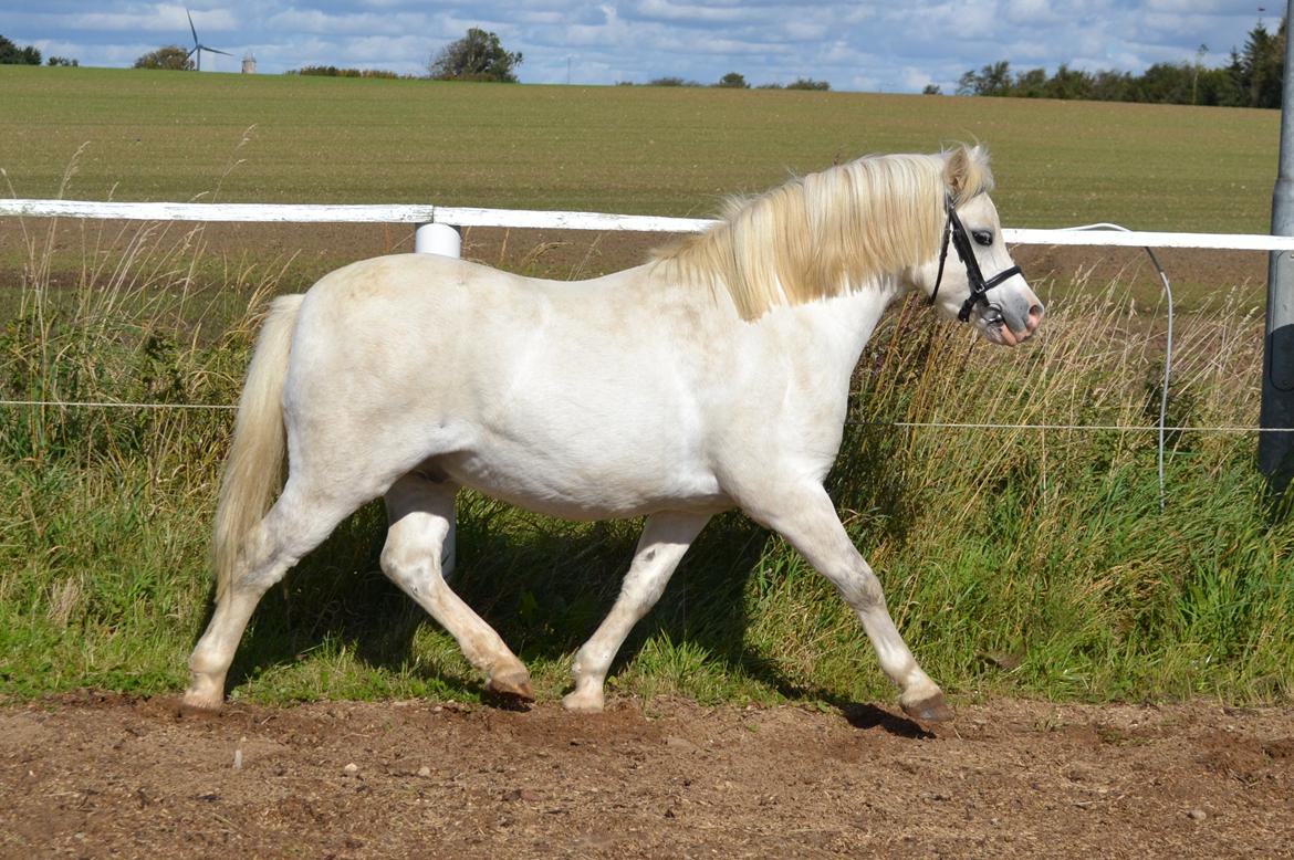 Welsh Mountain (sec A) Fruemoses Chopin billede 17