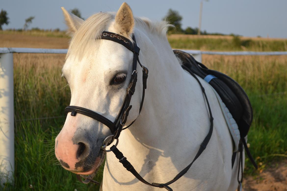 Welsh Mountain (sec A) Fruemoses Chopin billede 18