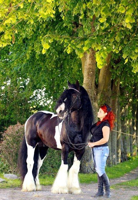 Drumhorse Lord Korpus King Keen - Godkendt i EU og GCDHA billede 1