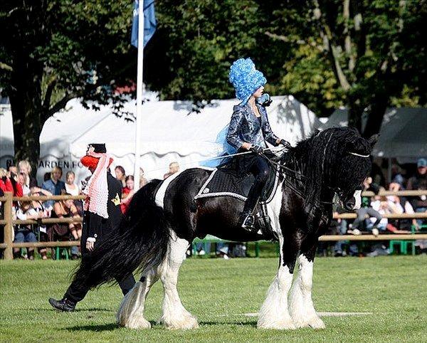 Drumhorse Lord Korpus King Keen - Godkendt i EU og GCDHA billede 4