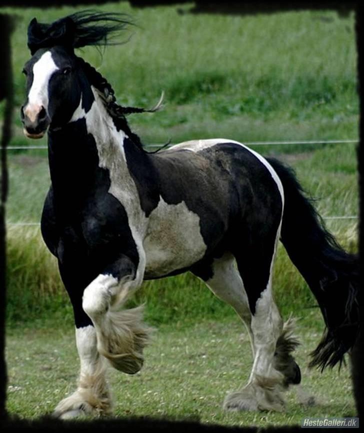 Drumhorse Lord Korpus King Keen - Godkendt i EU og GCDHA billede 9