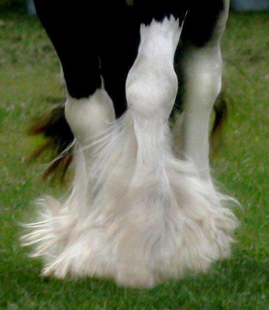 Drumhorse Lord Korpus King Keen - Godkendt i EU og GCDHA billede 13