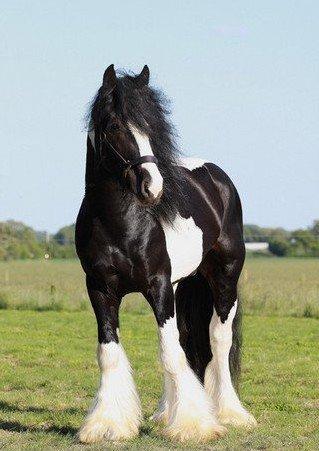 Drumhorse Lord Korpus King Keen - Godkendt i EU og GCDHA billede 17