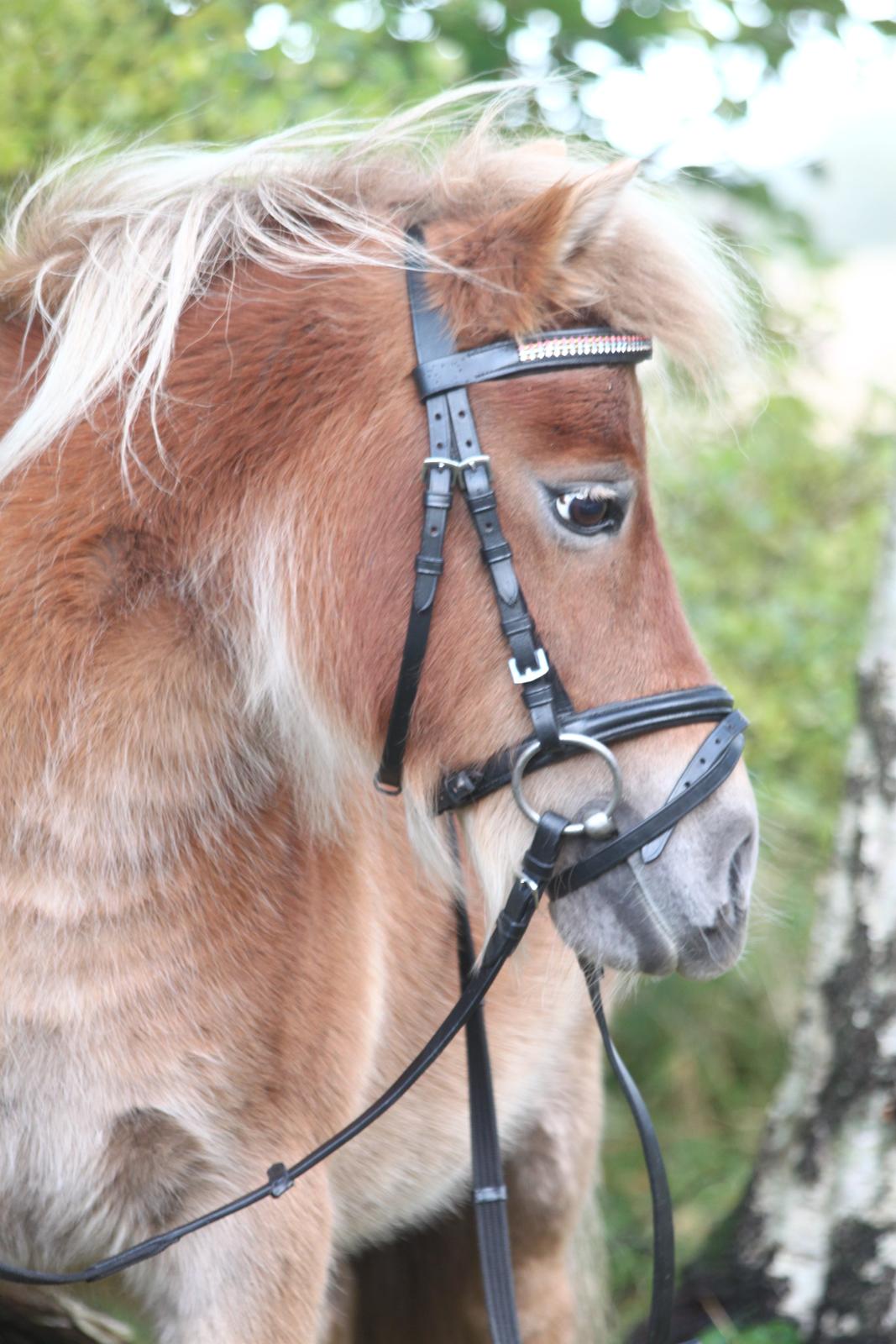 Shetlænder Hulbækgaards Amanda billede 8