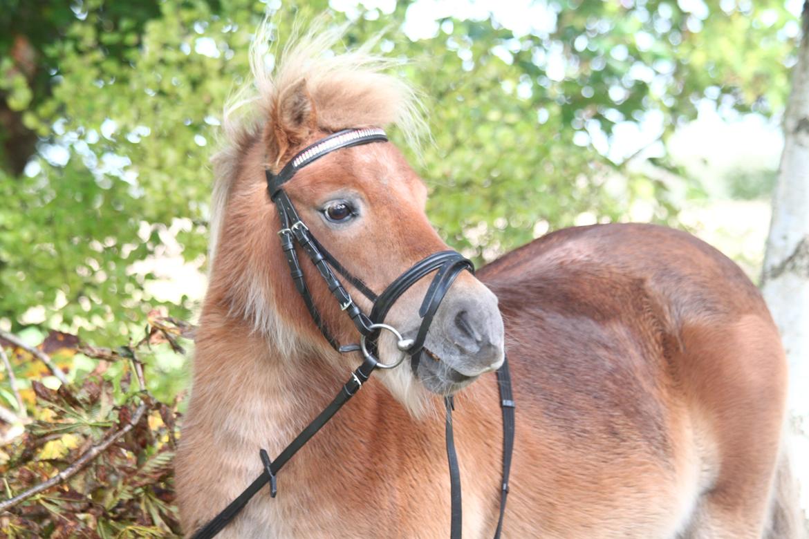 Shetlænder Hulbækgaards Amanda billede 13