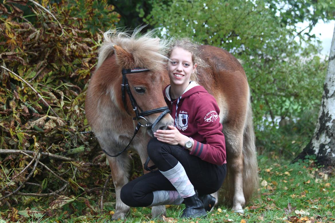 Shetlænder Hulbækgaards Amanda billede 14