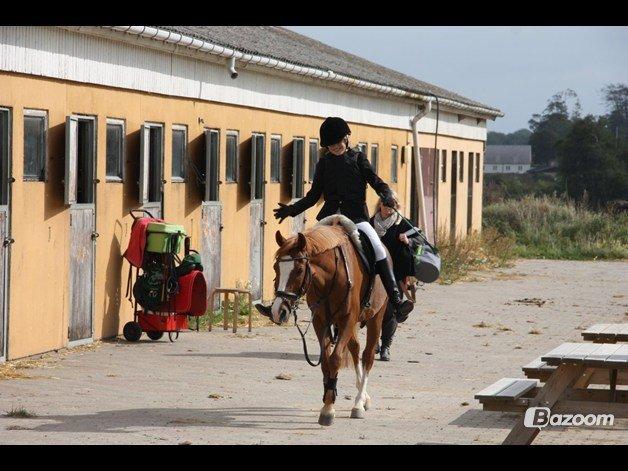 Anden særlig race Passir <3 <3 - på MMR billede 15