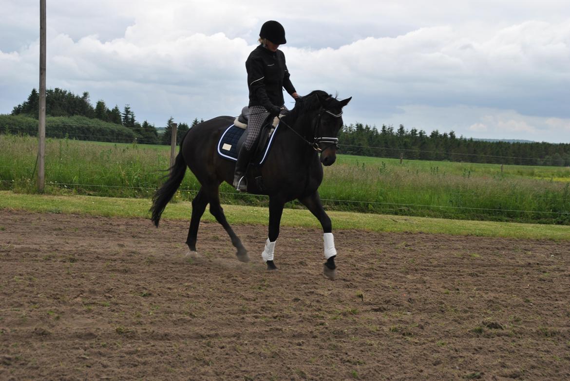 Dansk Varmblod Alliance-Solgt :,( billede 13