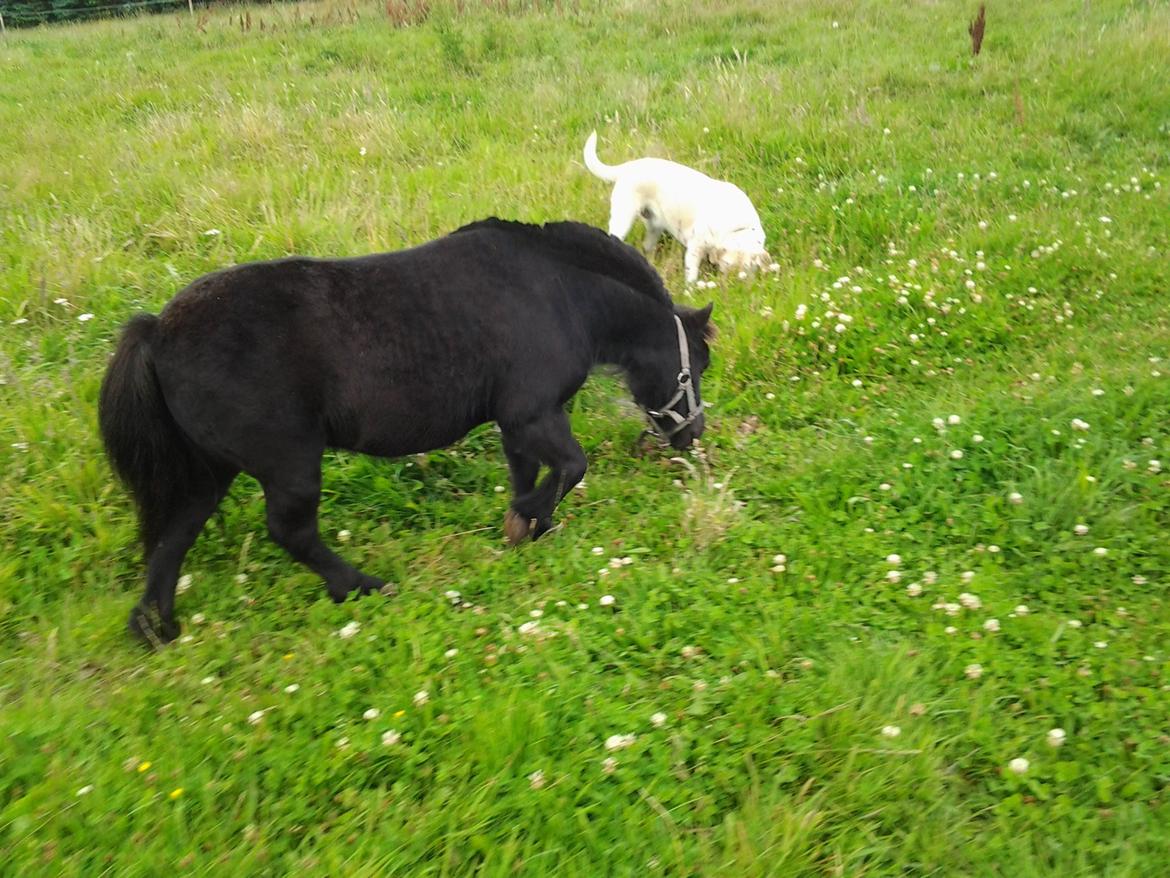 Shetlænder Max billede 10