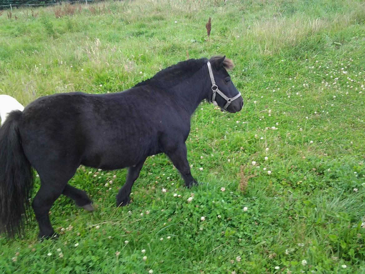Shetlænder Max billede 11