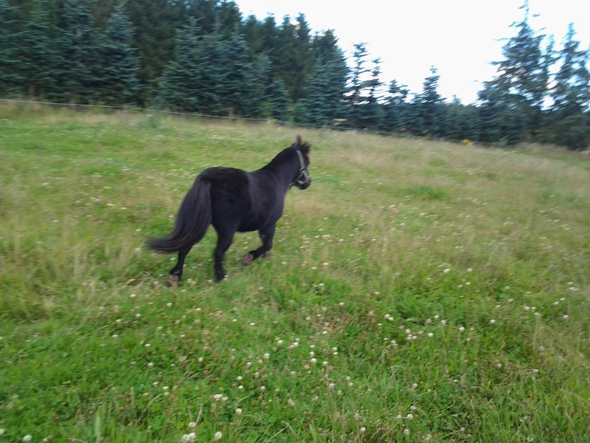 Shetlænder Max billede 12