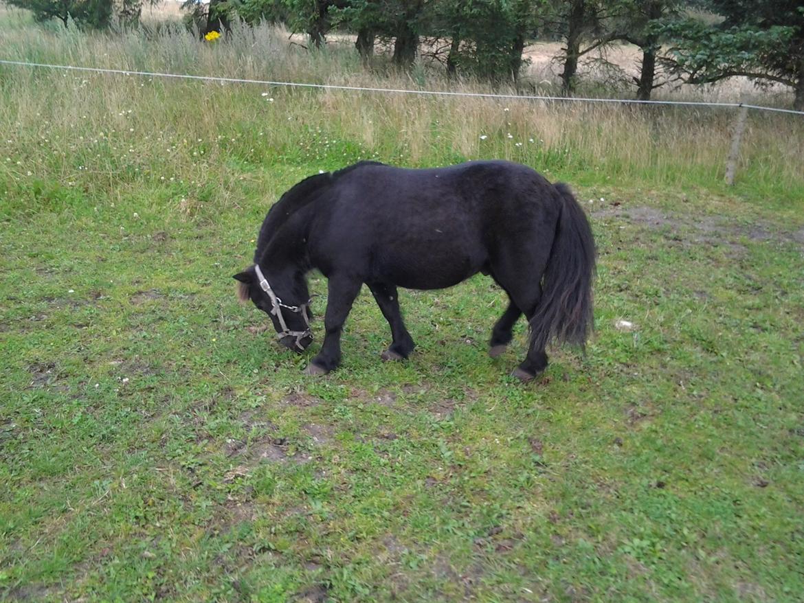Shetlænder Max billede 13