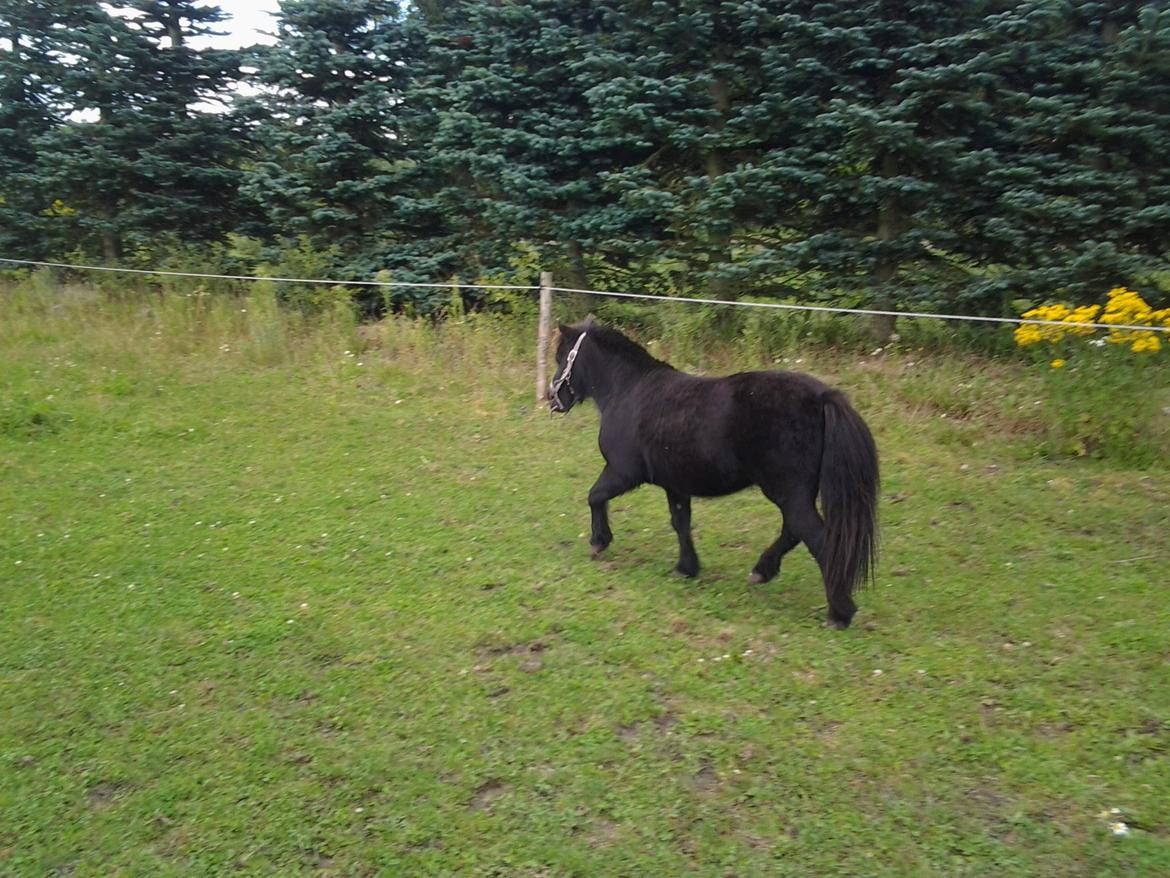 Shetlænder Max billede 14