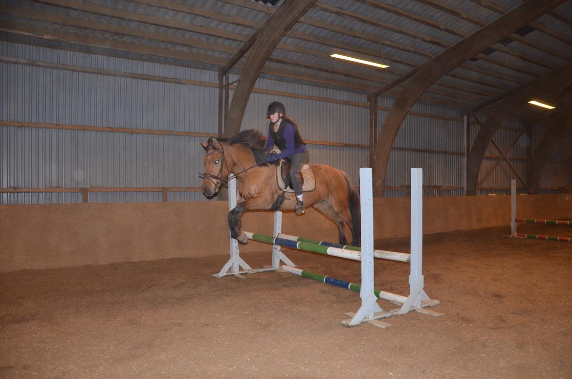 Anden særlig race Tequiro Sunset | Tio | <3 billede 6