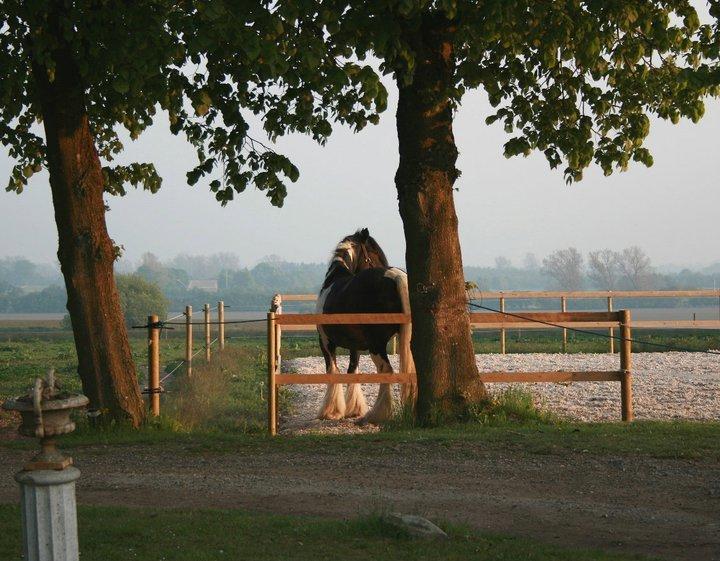 Drumhorse Gorgeous Gorgie - Registeret i EU og GCDHA billede 5