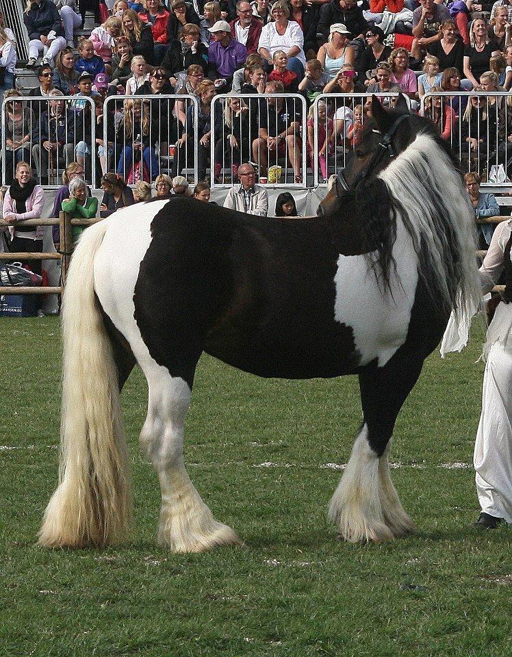 Drumhorse Gorgeous Gorgie - Registeret i EU og GCDHA billede 7