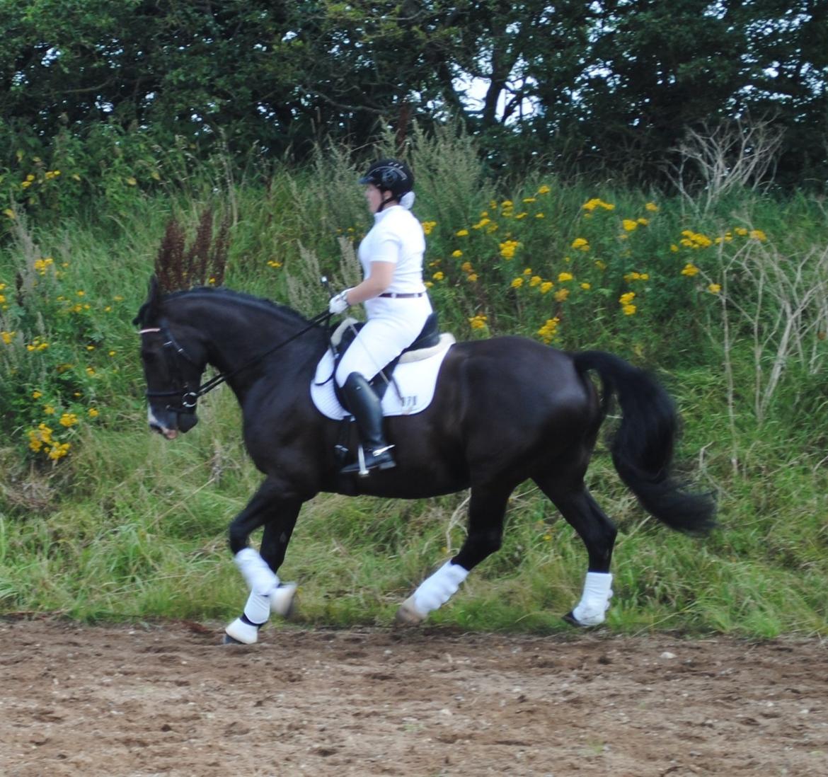 Oldenborg Bødkers Bonzai (rider) billede 5