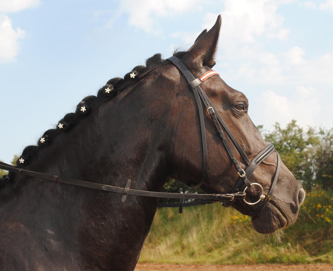 Oldenborg Bødkers Bonzai (rider) billede 6