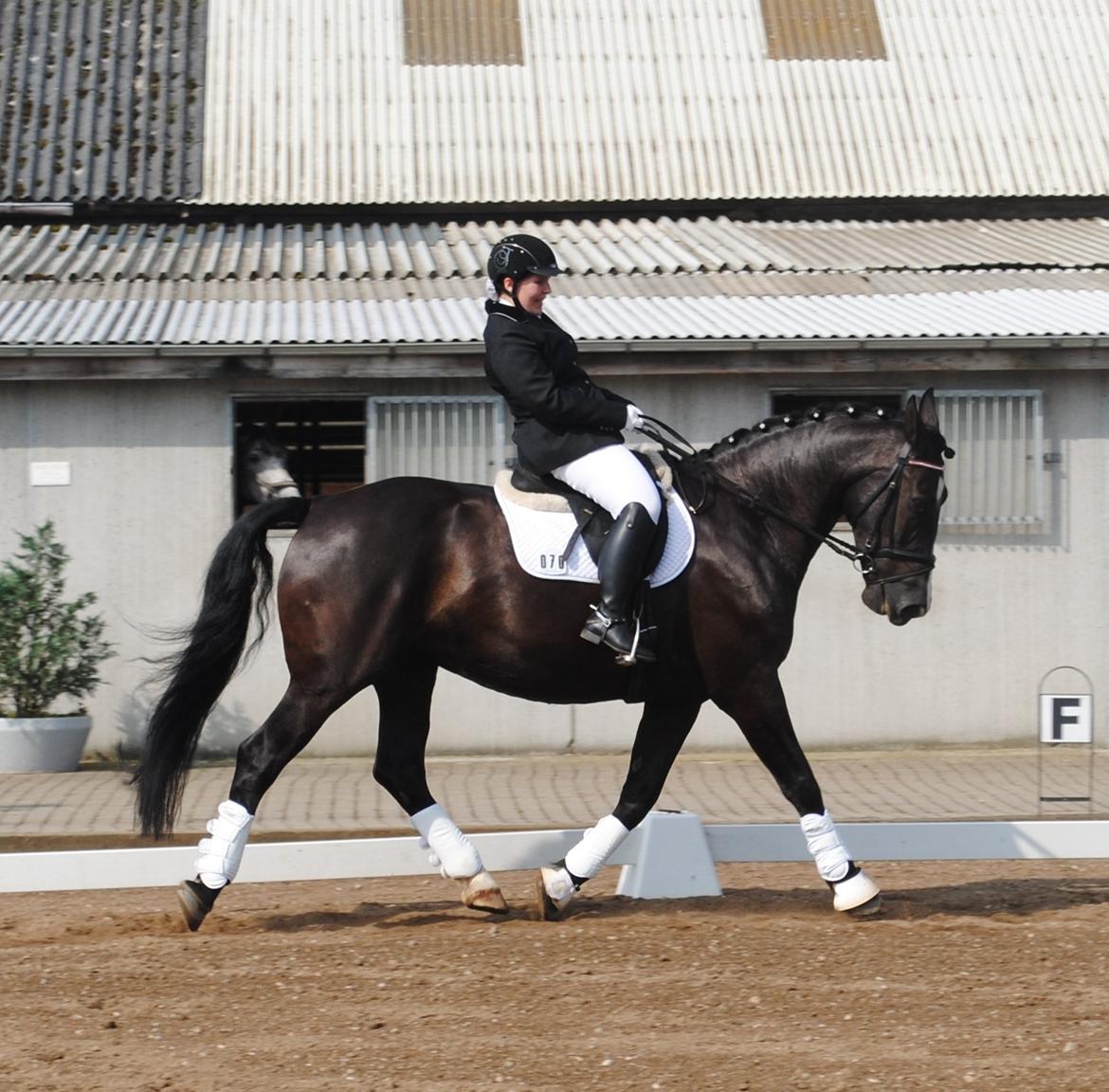 Oldenborg Bødkers Bonzai (rider) billede 10