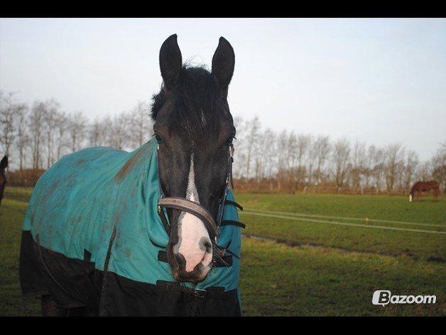 Oldenborg Bødkers Bonzai (rider) billede 11