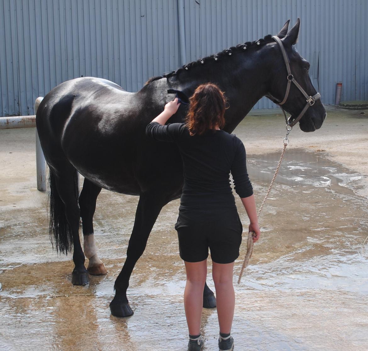 Oldenborg Bødkers Bonzai (rider) billede 13