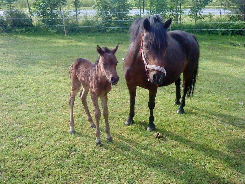 Anden særlig race dixie billede 1